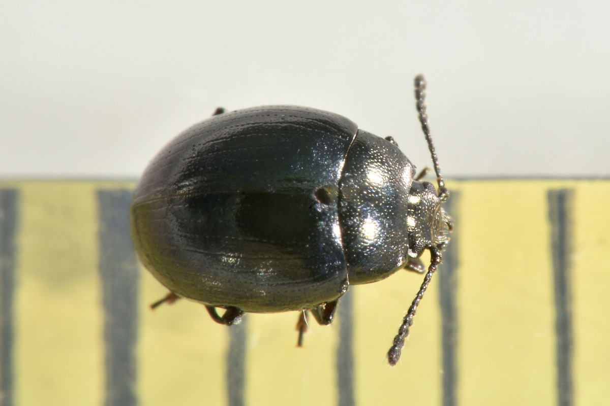 Chrysomelidae:  Phaedon sp? S, quasi sicuro P. laevigatus